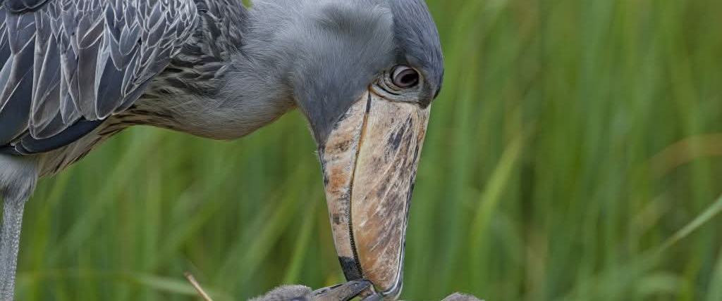Shoebill stork parent with two fledgling storks