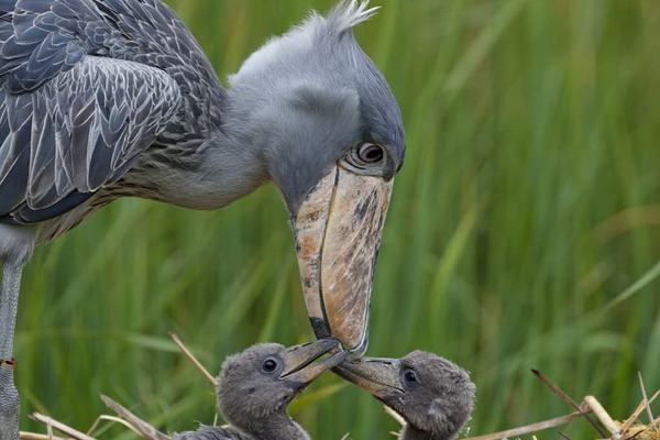 Shoebill stork parent with two fledgling storks